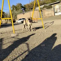 سگ پژدر دزدیده|حیوانات|کامیاران, |دیوار