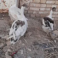 غاز|حیوانات مزرعه|اهواز, کوی علوی|دیوار