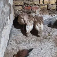 جوجه بوقلمون و جوجه مرغ محلی|حیوانات مزرعه|شوش, |دیوار