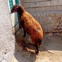 ۱عدد گوسفند جوان سرحال برای قربانی وزن ۶۰کیلو|حیوانات مزرعه|اردبیل, |دیوار