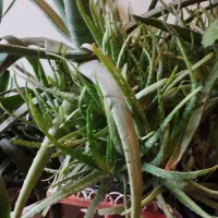 الورا معاوضه