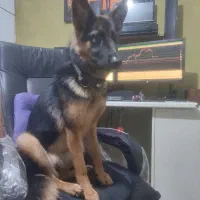 واگذاری ژرمن ۱۸ماهه|سگ|بندرعباس, |دیوار