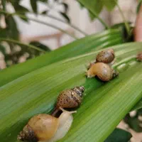 حلزون آچاتینا|خزنده|ملایر, |دیوار