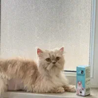 واگذاری گربه پرشین