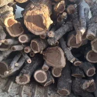 بریدن انواع درخت با اره موتوری