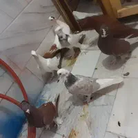 کبوتر کبوتر پا پر دار
