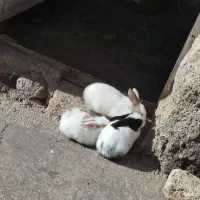 خرگوش|موش و خرگوش|قصرشیرین, |دیوار