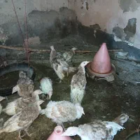 بوقلمون ۴ماه