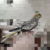 جوجه عروس آموزش پذیر