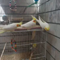 عروس هلندی نر بخون و مست