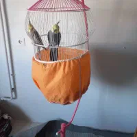 دوعدد عروس هلندی نر باقفس