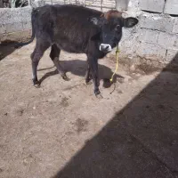 گاو