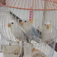 طوطی برزیلی بارنگ خاص