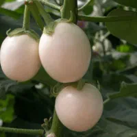 بذر بادمجان تخم مرغی و ...|حراج|اهواز, شهرک دانشگاه|دیوار