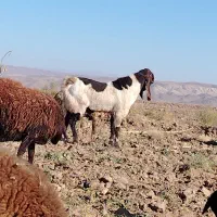 نربزپاکستانی