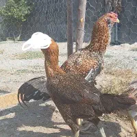 خروس لاری|حیوانات مزرعه|بیلوار, |دیوار