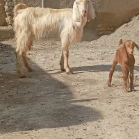 بز وبزغاله