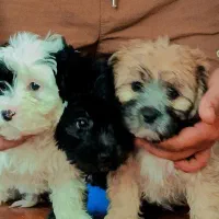 سگ شیت رو پامر|سگ|کرمان, |دیوار