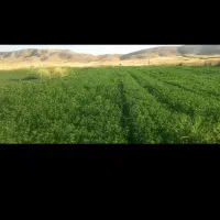 گوجه کوردی درجه یک