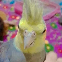 پرنده|پرنده|سراوان, |دیوار