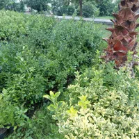 شمشاد سبز و شمشاد طلایی