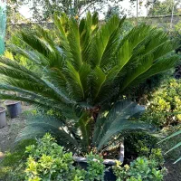 درختچه زینتی سیکاس غول پیکر