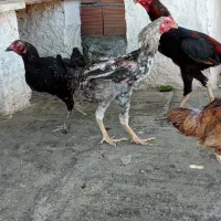 اسباب بازی حیوانات