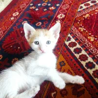 گربه|گربه|خمینی‌شهر, |دیوار