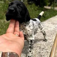 دامپزشک|خدمات پیشه و مهارت|مشکین‌دشت, |دیوار