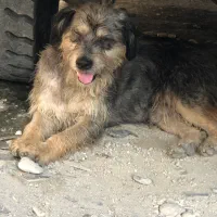 سگ گم شده