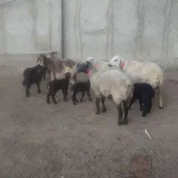 گوسفند بره دار|حیوانات مزرعه|شیراز, باجگاه|دیوار