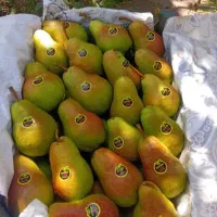 خریدار گلابی