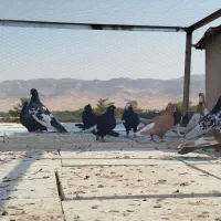 کبوتر رنگی|پرنده|شیراز, اکبر آباد|دیوار