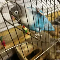 طوطی برزیلی جفت