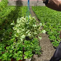 نگهبان گلخانه ترجیحا اتباع