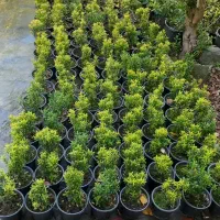 یاس و شمشادنعنایی زعفرانی