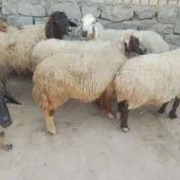 گوسفندگاوبره درسوسنگرد