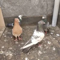 کفتر کله  وسینه