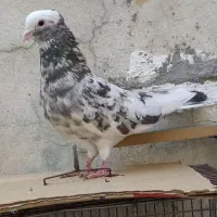 جوجه سینه سیاه، لیلک سرور هفت رنگ|پرنده|فسا, |دیوار