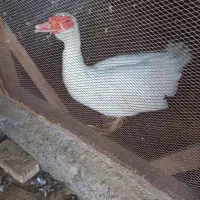 اردک اسرائیلی نر ۷۵۰۰۰۰ تومان|حیوانات مزرعه|رشت, فلسطین|دیوار