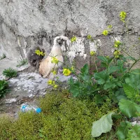 خروس.سلطان.وپولندمعاوضه قناری نریاگرینچک ماده