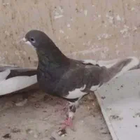 شهری بهبهونی|پرنده|شیراز, کوزه گری|دیوار