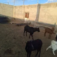 2 راس بزو نری مورسیاه