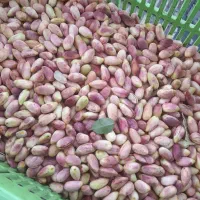 پسته تازه دامغان تسویه پس از تحویل درب منزل
