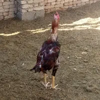 فروش خروس لاری|حیوانات مزرعه|شبستر, |دیوار