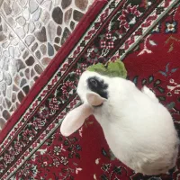 خرگوش سفید|موش و خرگوش|ساوه, |دیوار