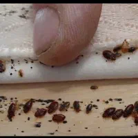 موریانه زدایی با ضمانت کتبی وسمپاشی تخصصی ساس|خدمات نظافت|دزفول, |دیوار