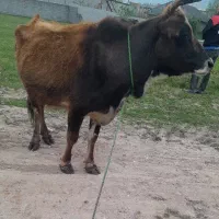 گاو گیل دورگ ورزا خورده