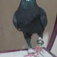 کفترپلنگ عتیقه