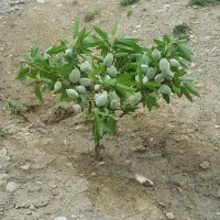 نهال سوپر نوا